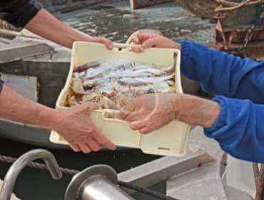 Les fortes ventes de poisson-lion sont phénoménales